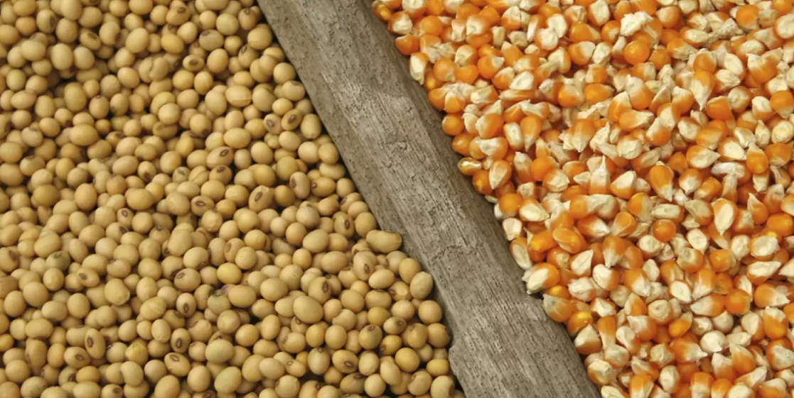 Gov’t directs buffer stock company to purchase grains from farmers