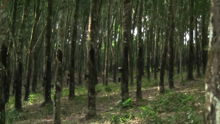 RUPAG applauds government’s move to restrict raw rubber exports in 2026 Budget